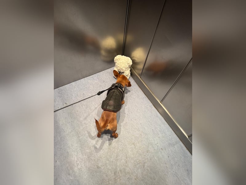 Zwergpinscher sucht neues Zuhause