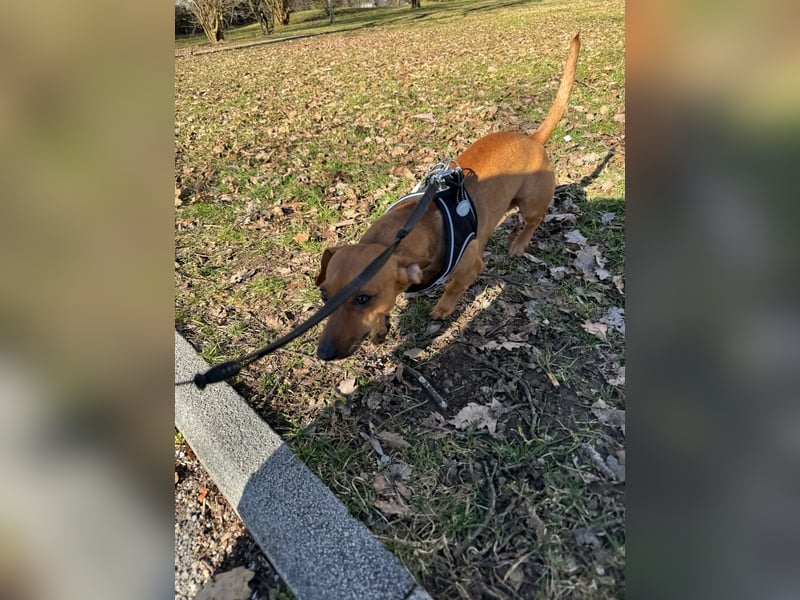 Zwergpinscher sucht neues Zuhause