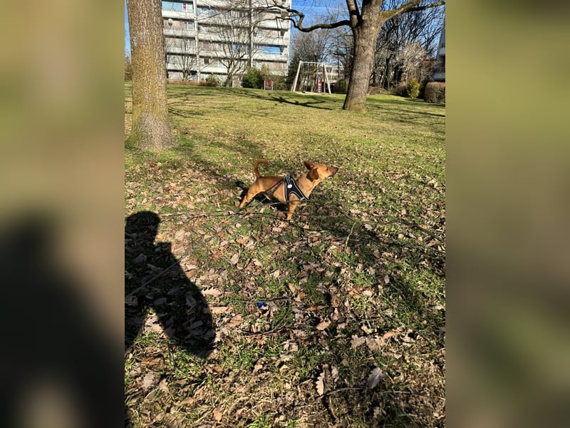 Zwergpinscher sucht neues Zuhause