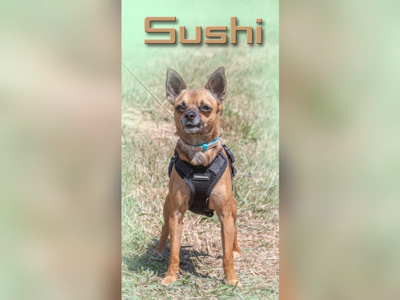 Sushi - klein und selbstbewusst