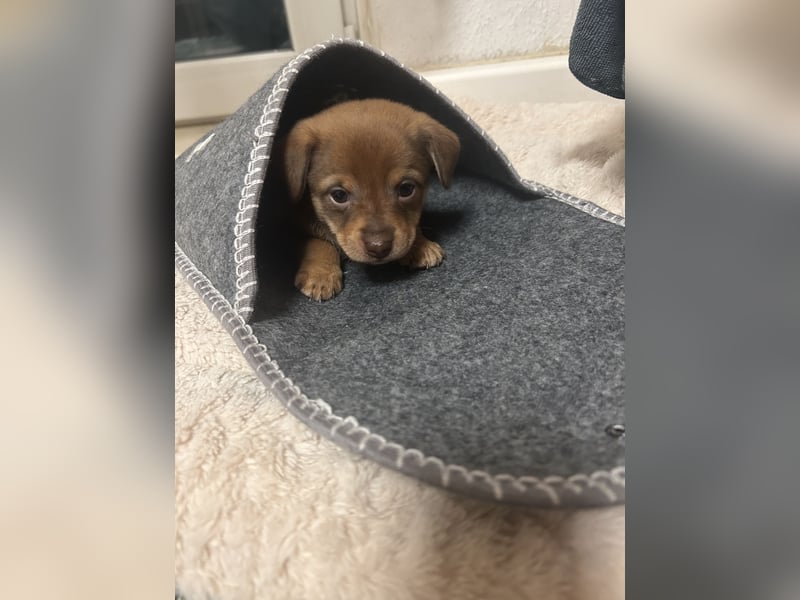 Zwergpinscher such neues Zuhause