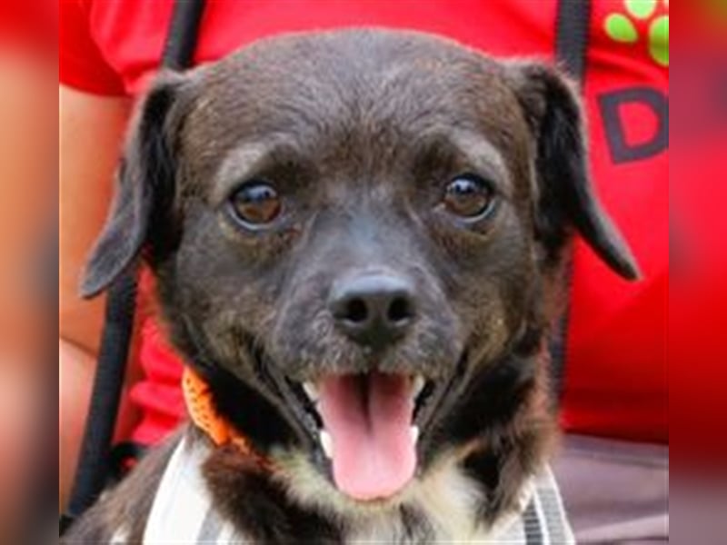 Alex, Mix Pinscher / Chihuahua, lieb und verträglich