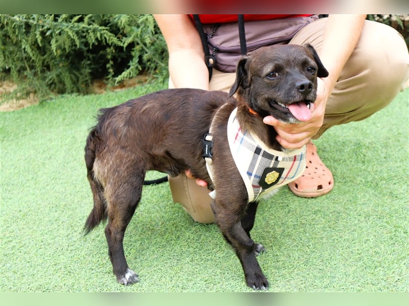 Alex, Mix Pinscher / Chihuahua, lieb und verträglich