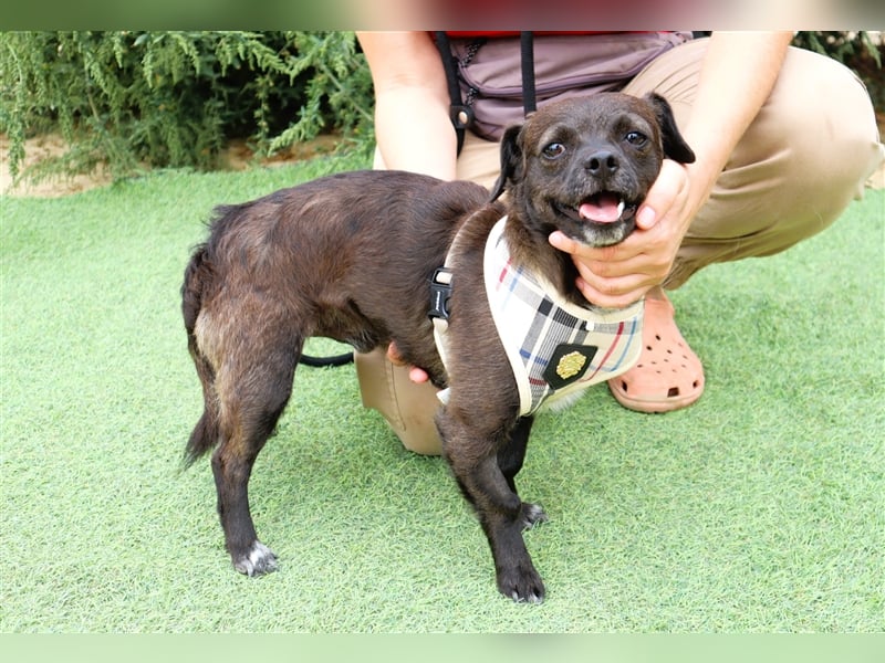 Alex, Mix Pinscher / Chihuahua, lieb und verträglich
