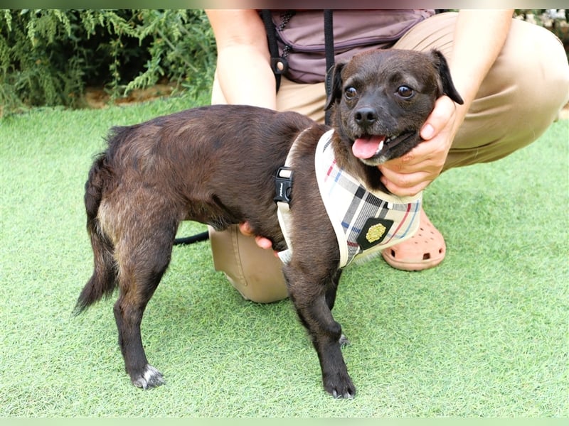 Alex, Mix Pinscher / Chihuahua, lieb und verträglich