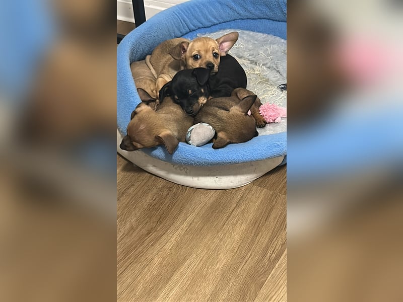 Zwergpinscher Wlepen Rüden