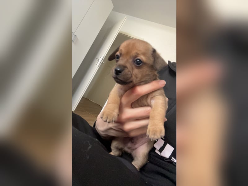 Zwergpinscher Wlepen Rüden