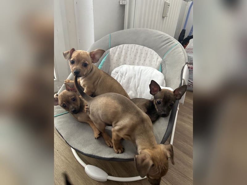 Zwergpinscher Wlepen Rüden