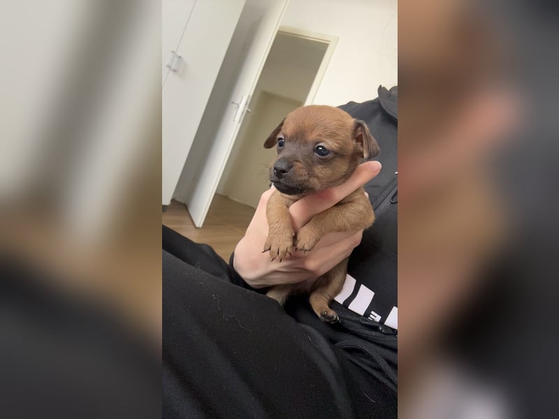 Zwergpinscher Wlepen Rüden