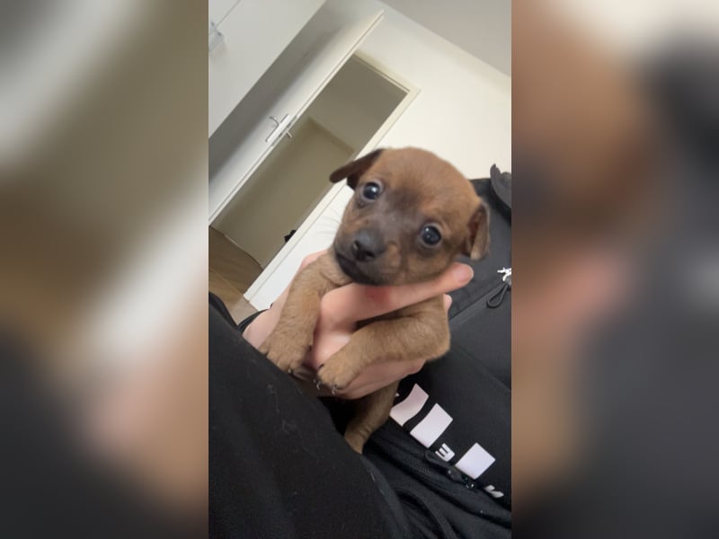 Zwergpinscher Wlepen Rüden