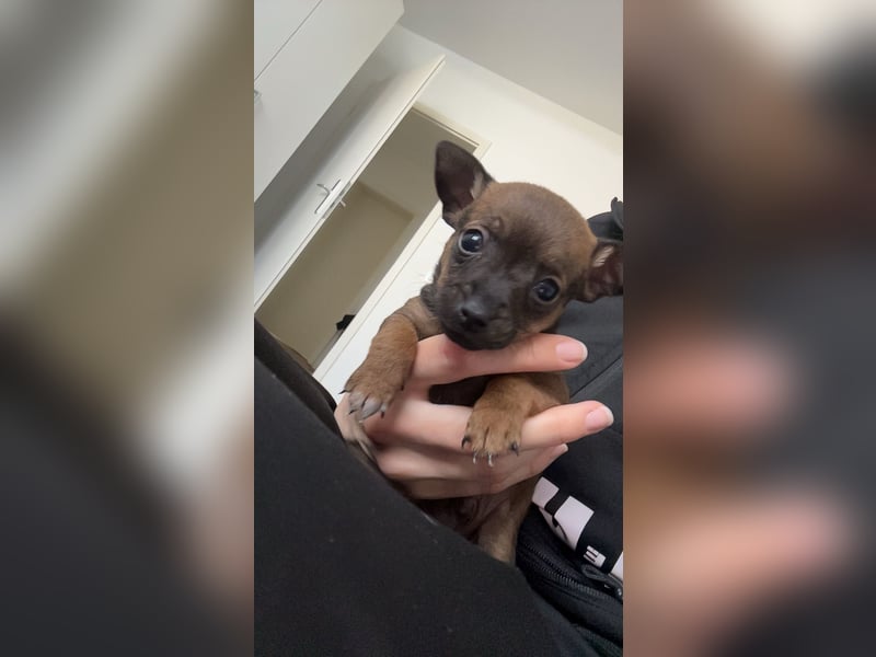 Zwergpinscher Wlepen Rüden