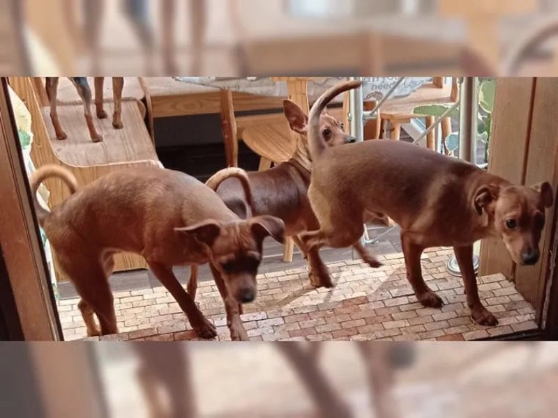 Zwergpinscher Junghunde Rüden Rot