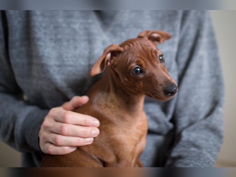 Zwergpinscher Junghunde Rüden Rot
