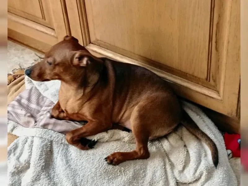 Zwergpinscher Junghunde Rüden Rot