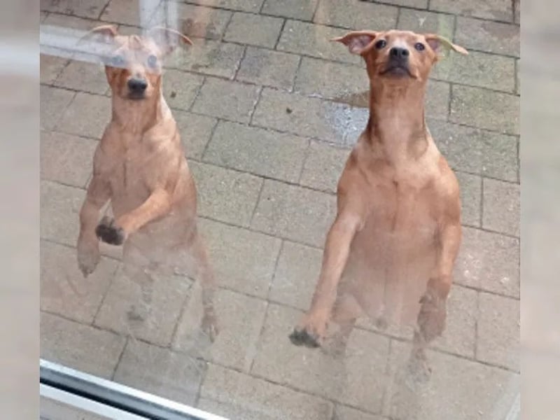 Zwergpinscher Junghunde Rüden Rot