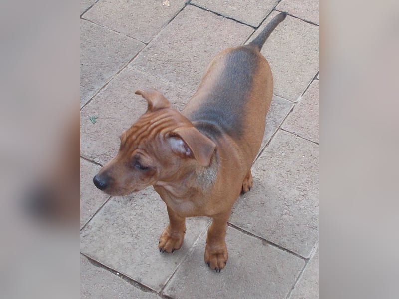 Zwergpinscher Junghunde Rüden Rot