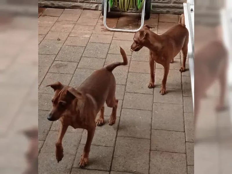 Zwergpinscher Junghunde Rüden Rot