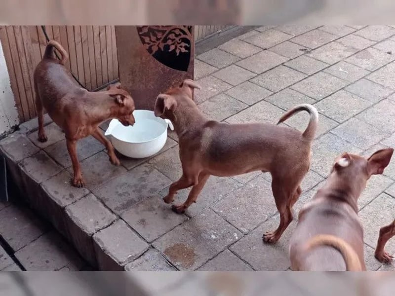 Zwergpinscher Junghunde Rüden Rot