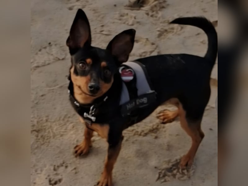 Zwergpinscher Rüde