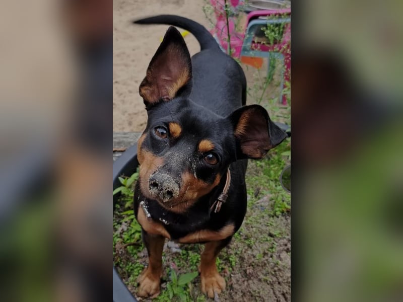 Zwergpinscher Rüde