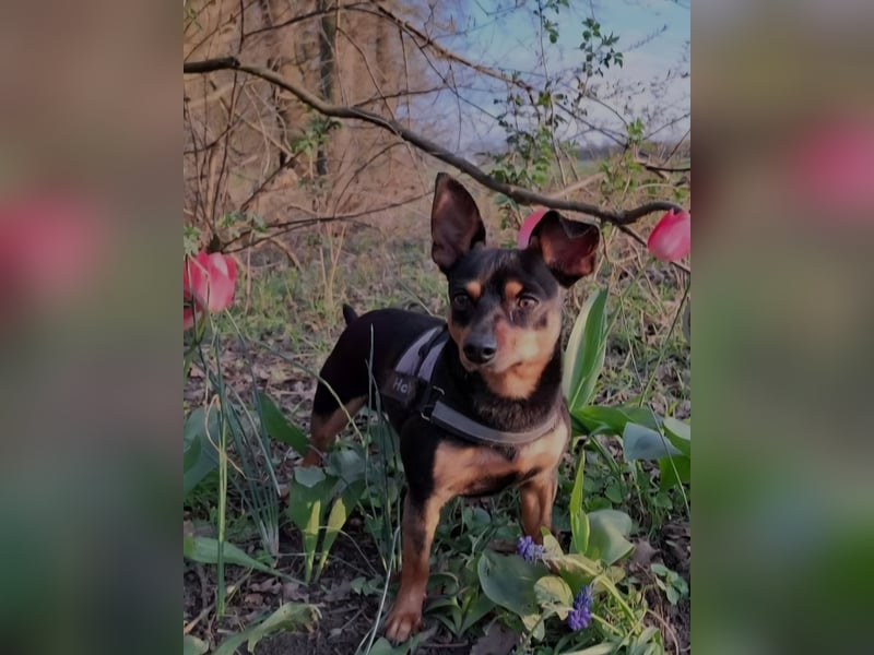 Zwergpinscher Rüde