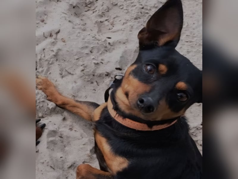 Zwergpinscher Rüde