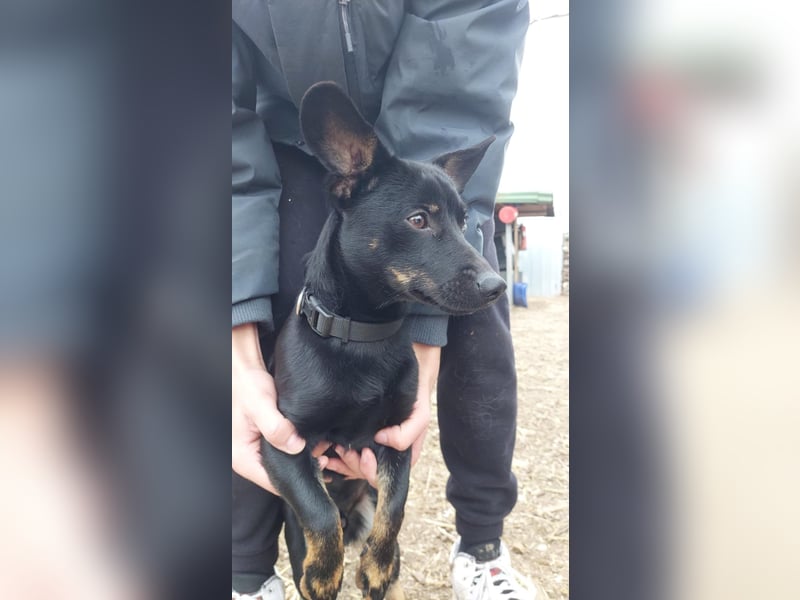 Stoki VA – Der kleine Pechvogel mit großem Herzen sucht seine Menschen