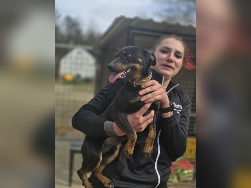 Albert – quirliger Wirbelwind sucht sportliches Zuhause!