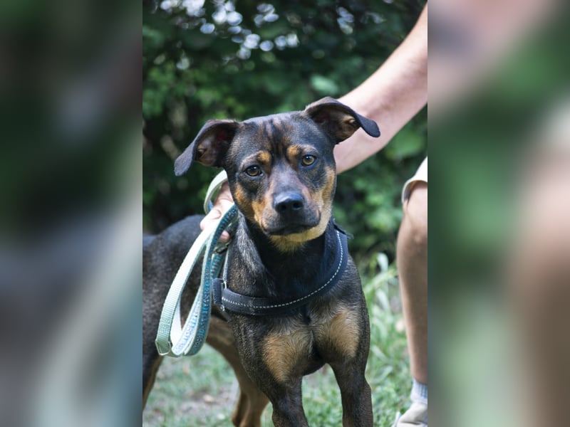 Fido SI – Ein aktiver Hund auf der Suche nach einem erfahrenen Zuhause