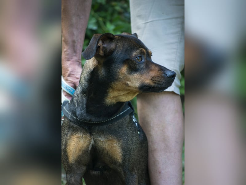 Fido SI – Ein aktiver Hund auf der Suche nach einem erfahrenen Zuhause