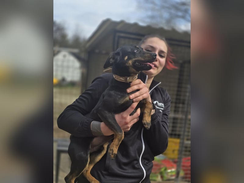 Albert – quirliger Wirbelwind sucht sportliches Zuhause!