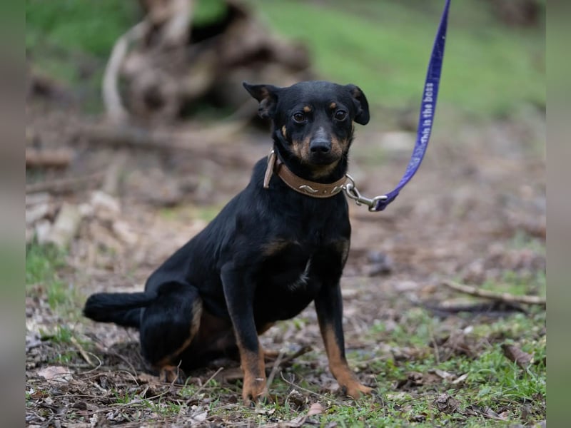 Albert – quirliger Wirbelwind sucht sportliches Zuhause!