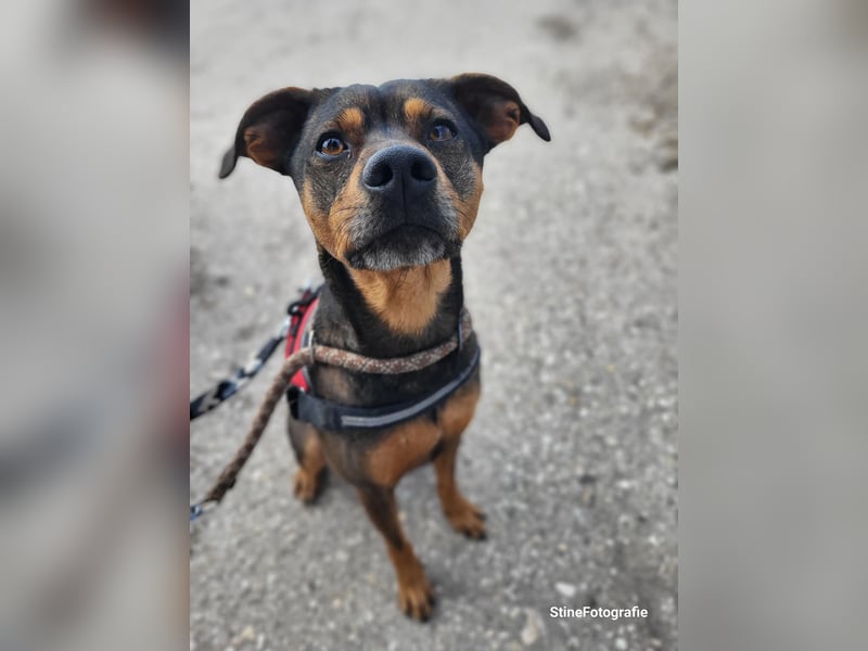 Fido SI – Ein aktiver Hund auf der Suche nach einem erfahrenen Zuhause