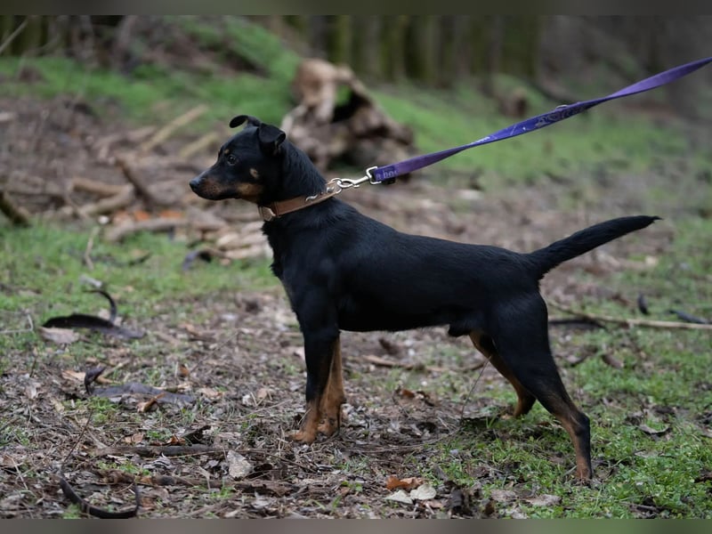 Albert – quirliger Wirbelwind sucht sportliches Zuhause!