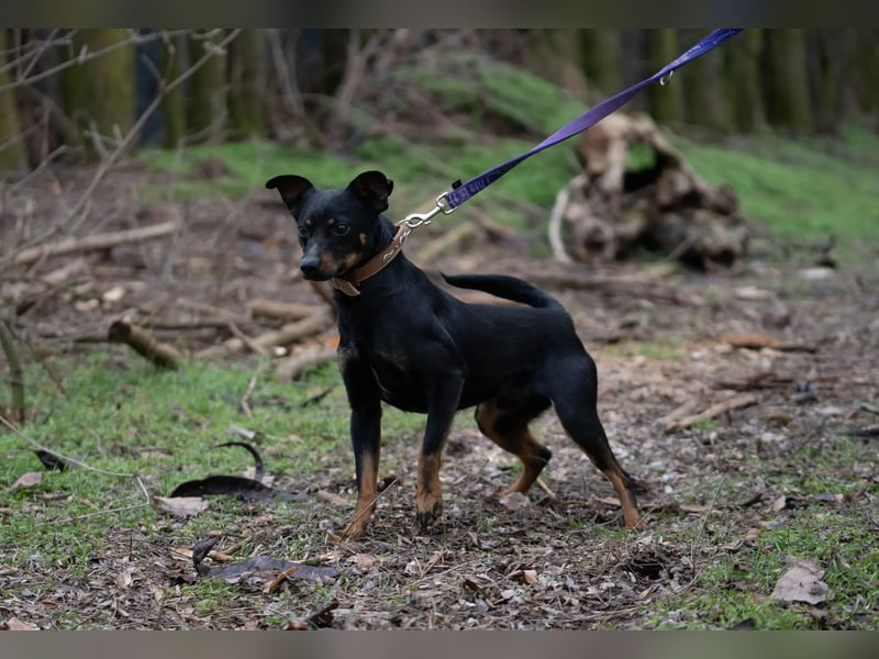 Albert – quirliger Wirbelwind sucht sportliches Zuhause!