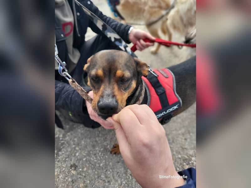 Fido SI – Ein aktiver Hund auf der Suche nach einem erfahrenen Zuhause