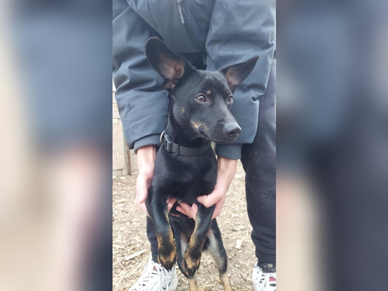 Stoki VA – Der kleine Pechvogel mit großem Herzen sucht seine Menschen