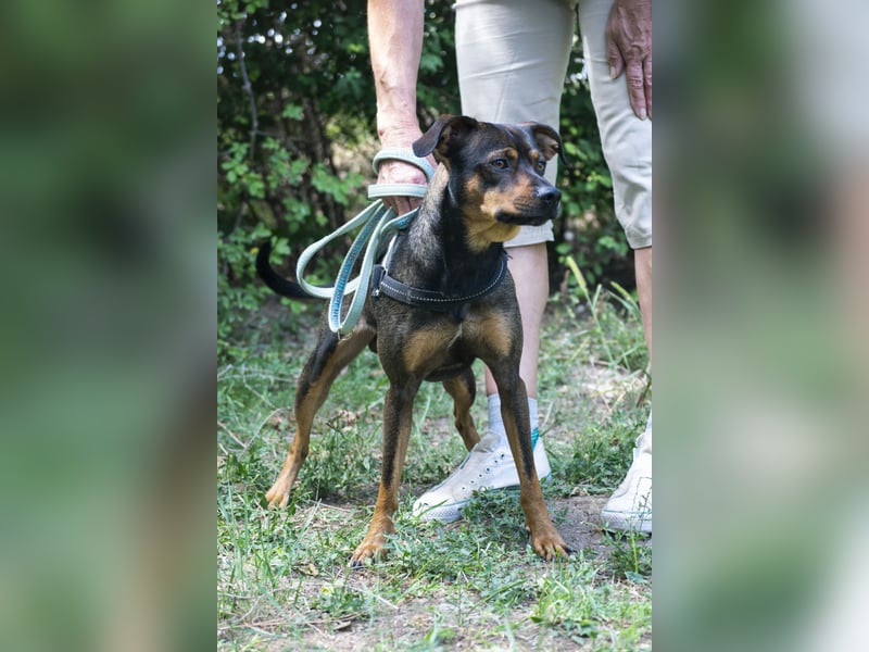 Fido SI – Ein aktiver Hund auf der Suche nach einem erfahrenen Zuhause