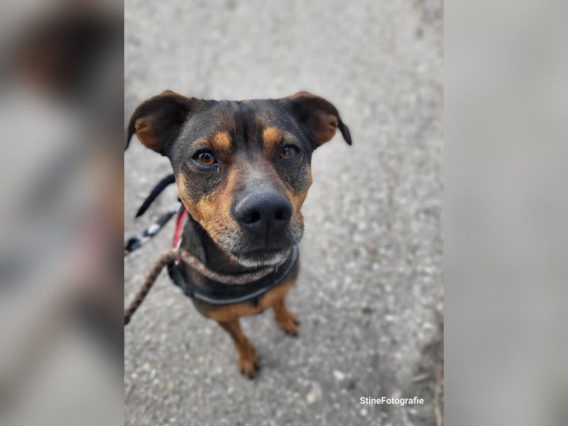 Fido SI – Ein aktiver Hund auf der Suche nach einem erfahrenen Zuhause