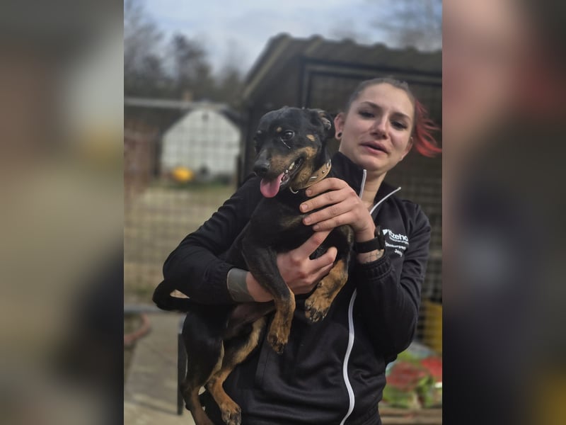 Albert – quirliger Wirbelwind sucht sportliches Zuhause!