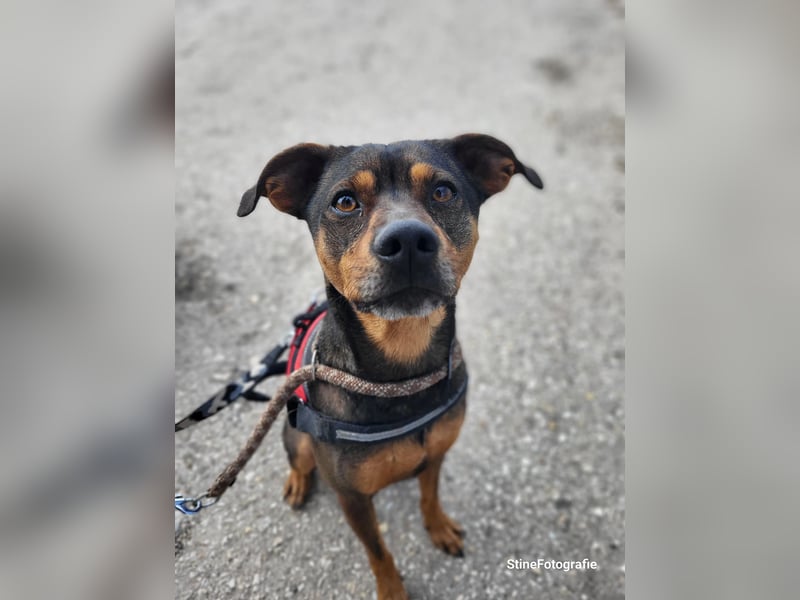 Fido SI – Ein aktiver Hund auf der Suche nach einem erfahrenen Zuhause