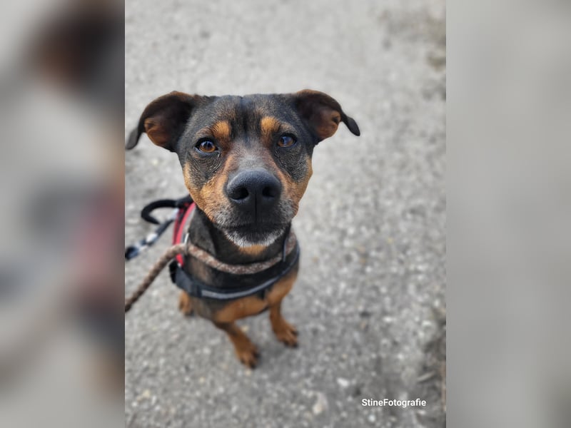 Fido SI – Ein aktiver Hund auf der Suche nach einem erfahrenen Zuhause