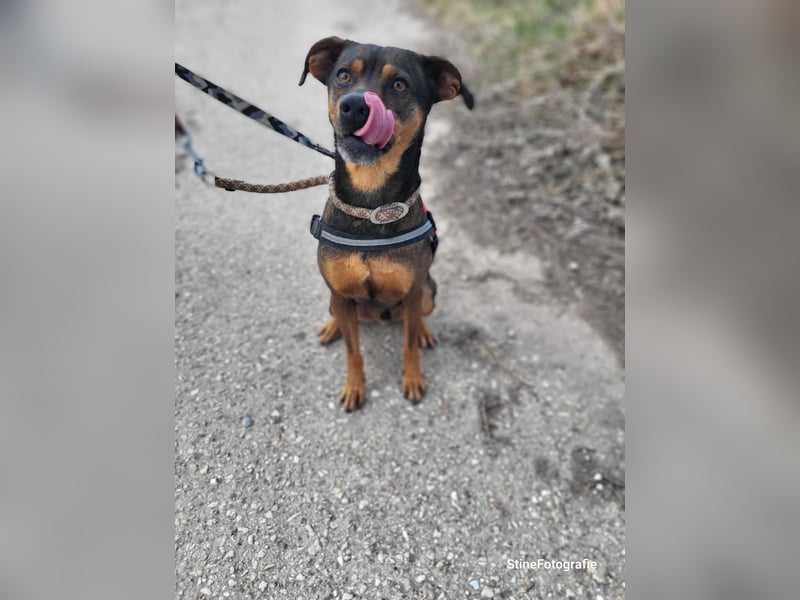 Fido SI – Ein aktiver Hund auf der Suche nach einem erfahrenen Zuhause