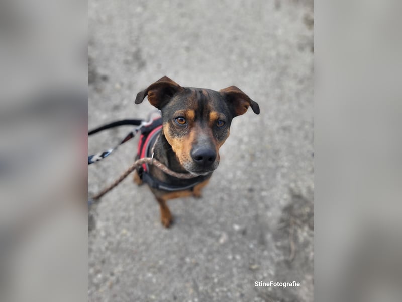 Fido SI – Ein aktiver Hund auf der Suche nach einem erfahrenen Zuhause