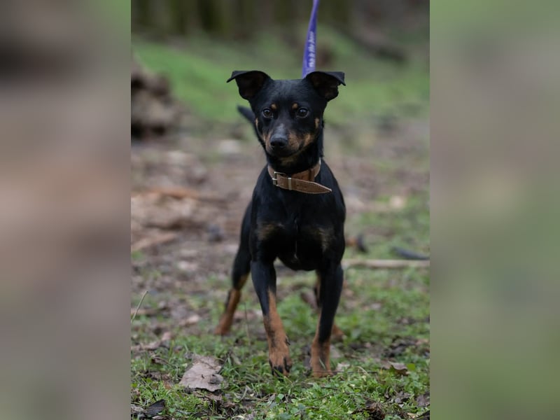 Albert – quirliger Wirbelwind sucht sportliches Zuhause!