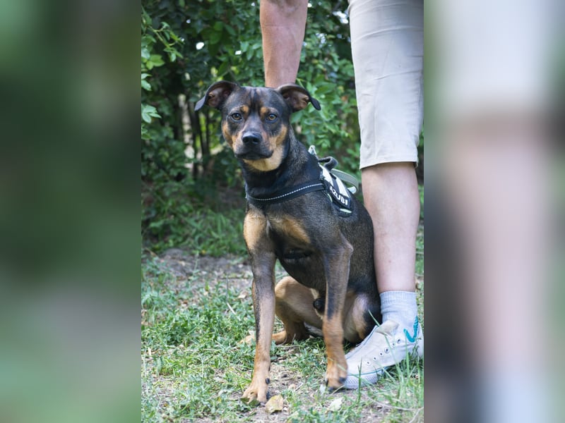 Fido SI – Ein aktiver Hund auf der Suche nach einem erfahrenen Zuhause