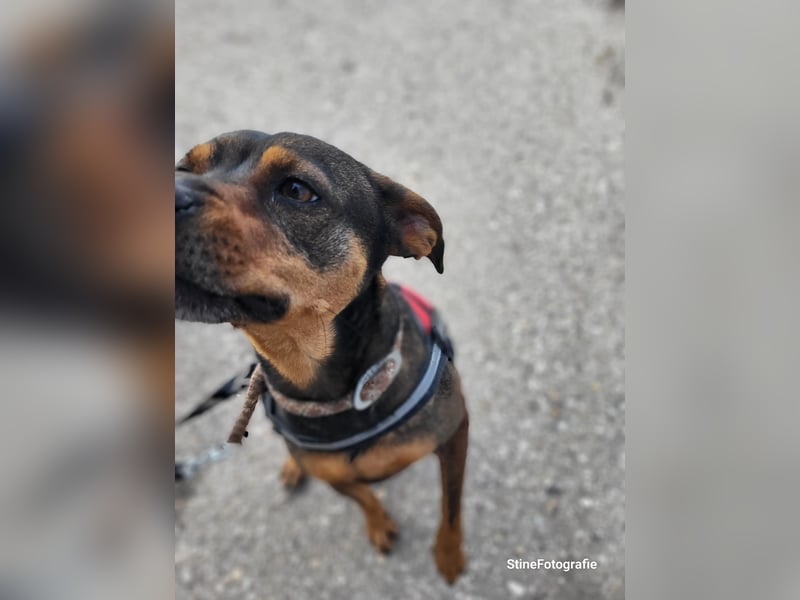Fido SI – Ein aktiver Hund auf der Suche nach einem erfahrenen Zuhause