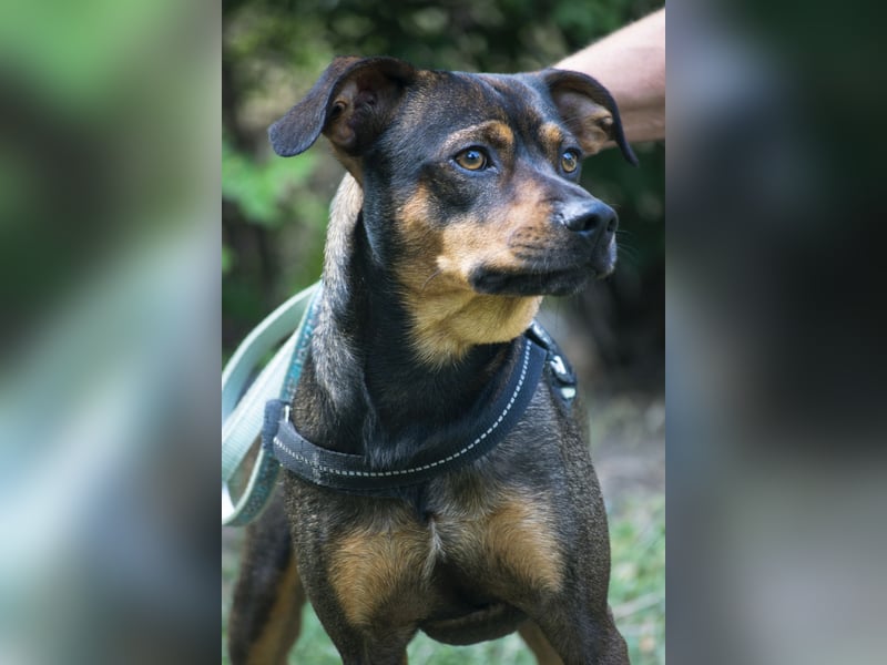 Fido SI – Ein aktiver Hund auf der Suche nach einem erfahrenen Zuhause