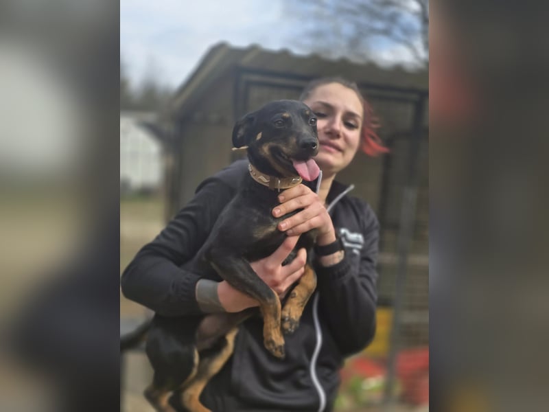 Albert – quirliger Wirbelwind sucht sportliches Zuhause!