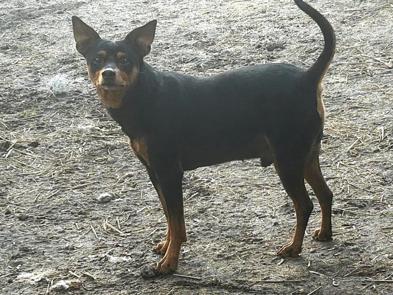 Dönki hat seinen Besitzer verloren